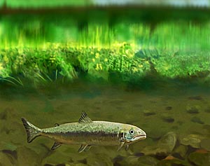 Atlantic Salmon Illustration