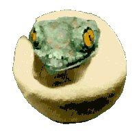 geckoegg.gif (8611 bytes)