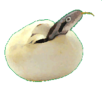 snakeegg2.gif (8677 bytes)