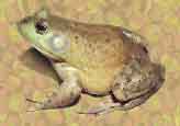 Bullfrog.JPG (7102 bytes)