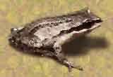 Chorfrog.JPG (6935 bytes)