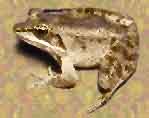 Woodfrog.JPG (8056 bytes)